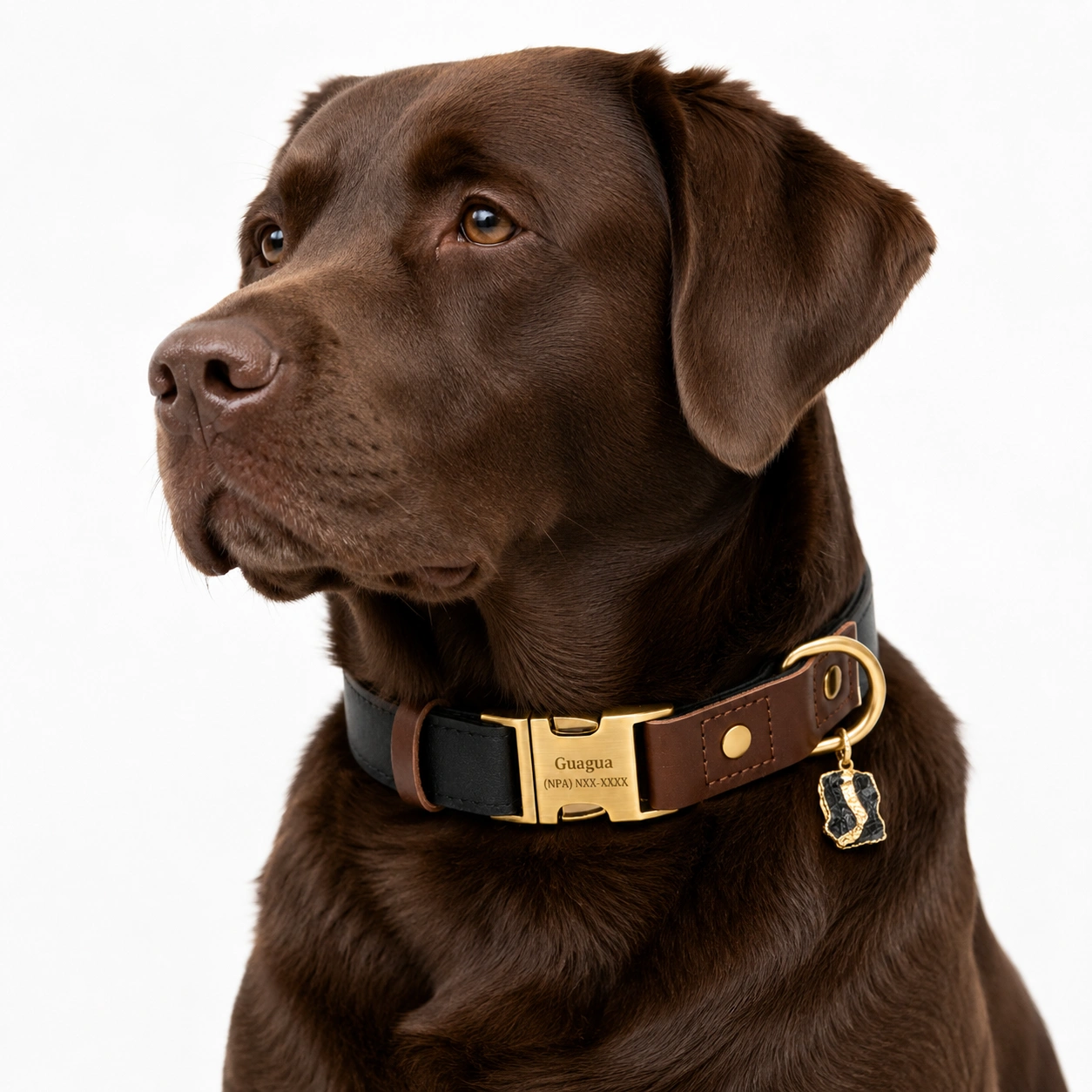 Black Tourmaline Dog Collar Set – Shadow Guard